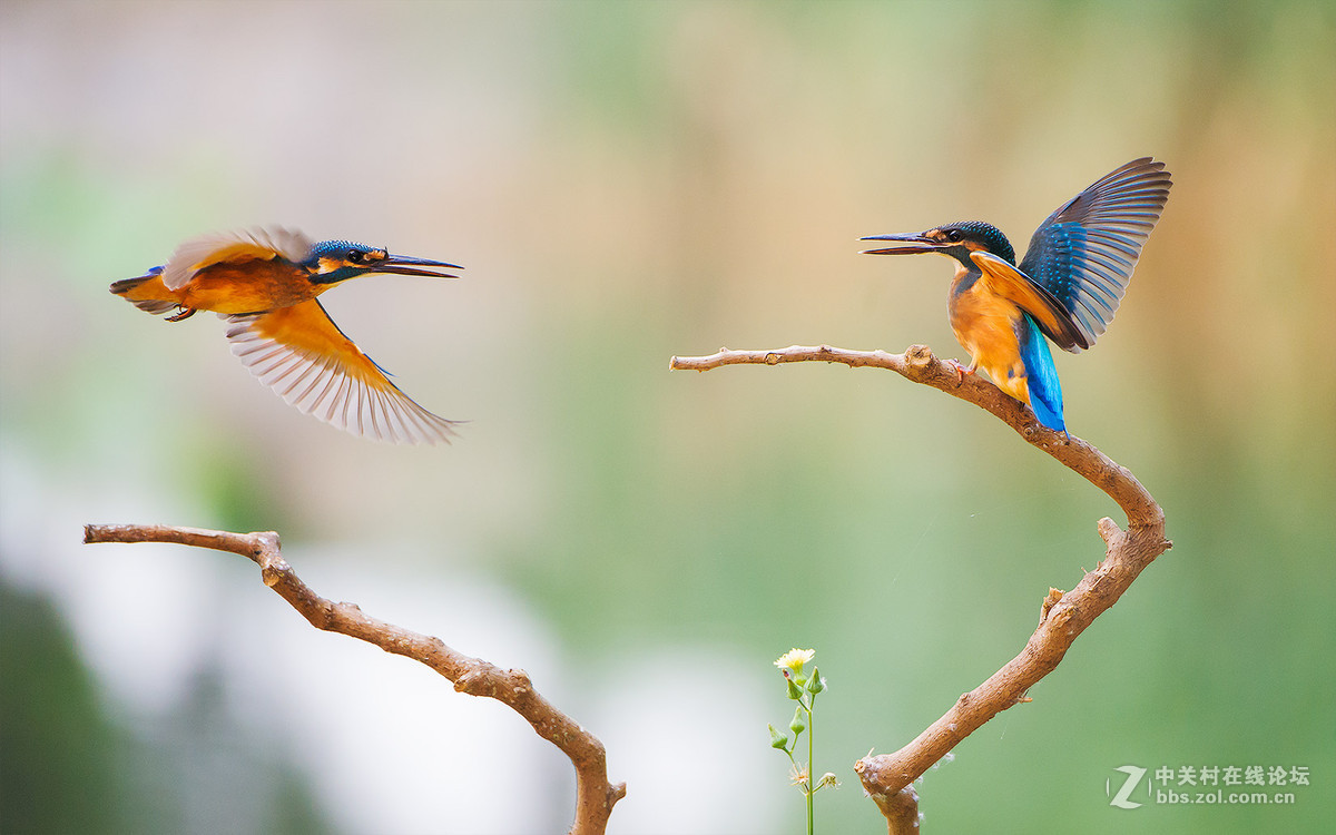 2018北京博观秋季拍卖会将举行‘火狐电竞官方网站’(图2) 火狐电竞官网