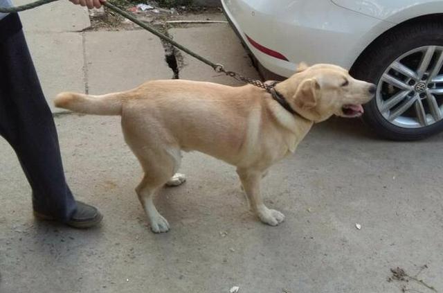 尼日利亚会遵守西非经共体5年二手车限制令吗?|火狐电竞官网(图5) 火狐电竞官网