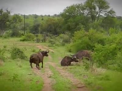 世预赛:尤尼斯定胜国足0-1负伊拉克出线严峻|火狐电竞官方网站(图1) 火狐电竞