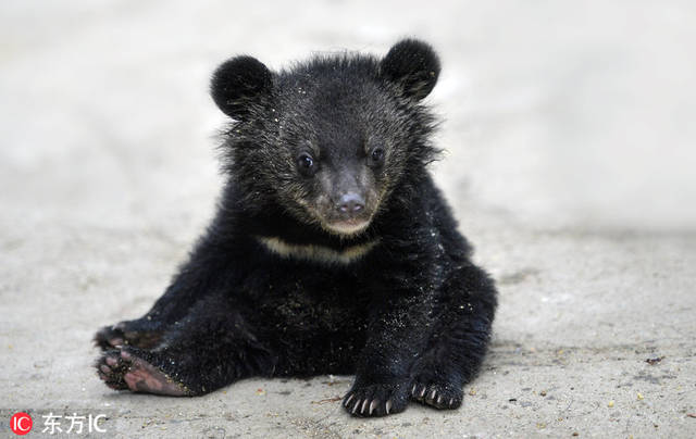 北京保利2018秋拍将于12月开幕:火狐电竞(图3) 火狐电竞