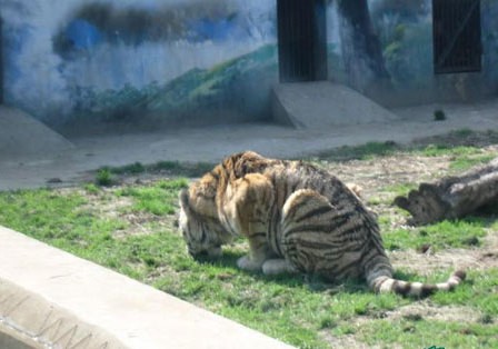 锡林郭勒草原畜牧业 汇万家之精髓创生长新篇章:火狐电竞官方网站(图1) 火狐电竞官方网站