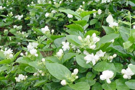 火狐电竞官方网站-陕西省全年饲料工业总产量将突破300万吨(图3) 火狐电竞官网