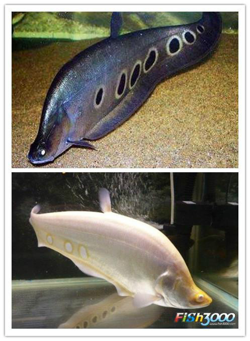 六月份美国养猪报告-火狐电竞(图2) 火狐电竞官网