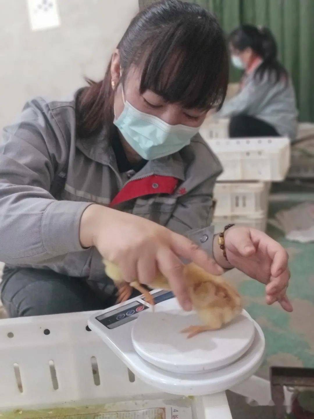 火狐电竞官网-
河牧牧业祝愿您——元旦元旦之一切圆满(图10)