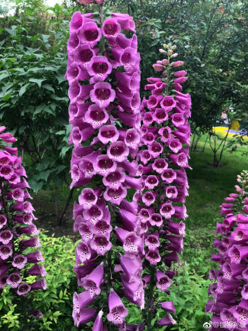 各路资本凶猛艺拍江湖或生变【火狐电竞】(图1) 火狐电竞官网