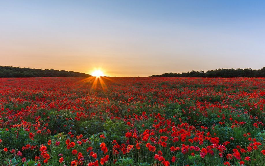 【火狐电竞官方网站】动物金属中毒常用的解毒剂(图1) 火狐电竞官方网站