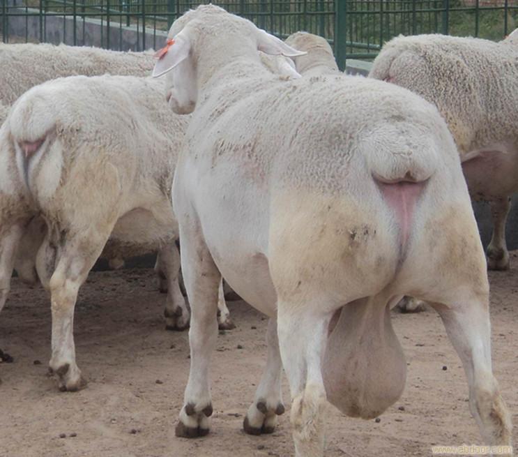 火狐电竞官方网站