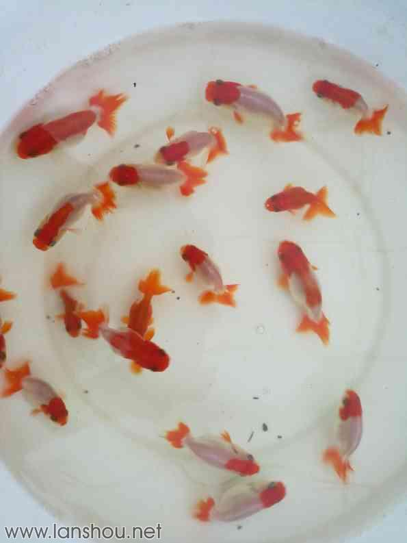 火狐电竞:缶翁兴笔意谓长(图1) 火狐电竞官网