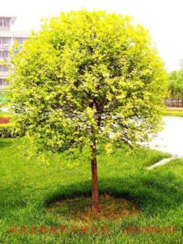 火狐电竞官方网站-三省份瘦肉精生产厂家顶风作案(图2) 火狐电竞官方网站