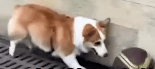 “火狐电竞官方网站”
人中科比 狗中柯基！这柯基绝对是只 被个头延长的篮球明星(图3)