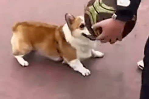 “火狐电竞官方网站”
人中科比 狗中柯基！这柯基绝对是只 被个头延长的篮球明星(图4)