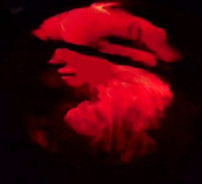 火狐电竞官方网站