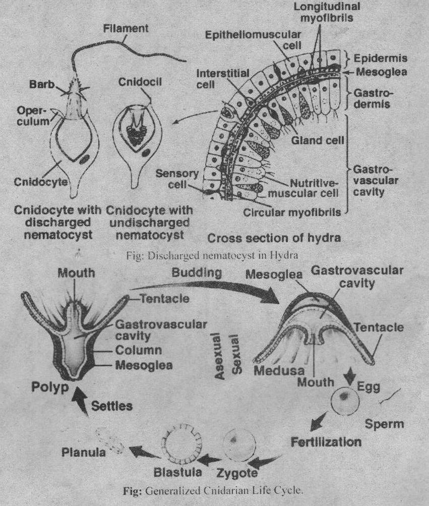 火狐电竞官方网站_古瓷器收藏入门法(图3) 火狐电竞官网