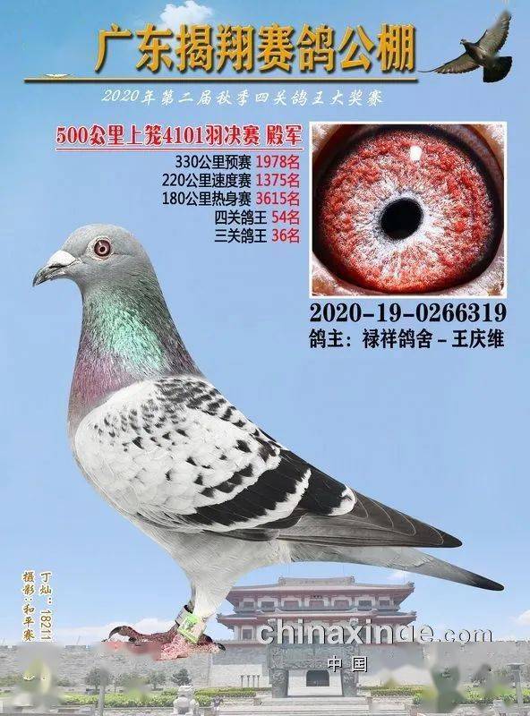 火狐电竞官网_
正在直播：广东揭翔获奖鸽同步拍卖(图9)