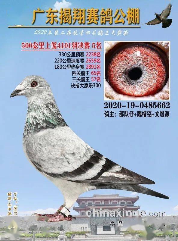 火狐电竞官网_
正在直播：广东揭翔获奖鸽同步拍卖(图10)