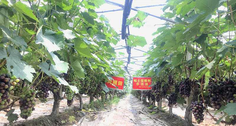 
高尺度农田土壤改良技术及差别类型障碍性土壤改良措施、指标“火狐电竞官网”(图2)