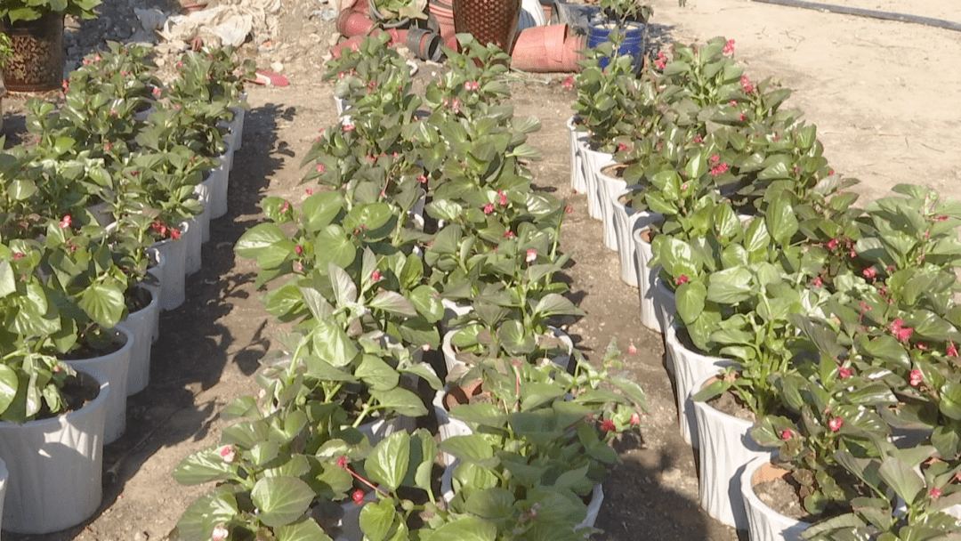 
【关注】五师双河市：“互联网+”让农产物销售更流通：火狐电竞官方网站(图8)