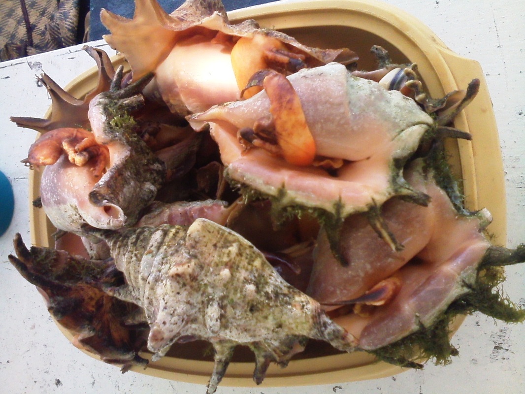 火狐电竞